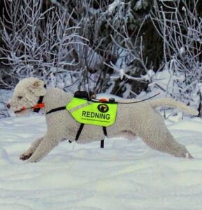 KNUT